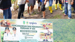 Pencanangan IP 300, Bupati Luwu Turun ke Sawah Tanam Padi Bersama Petani