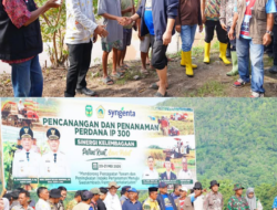 Pencanangan IP 300, Bupati Luwu Turun ke Sawah Tanam Padi Bersama Petani