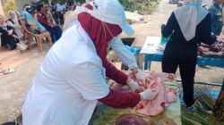 Iduladha 2026: Hewan Kurban di Luwu Meningkat dan Dipastikan Sehat