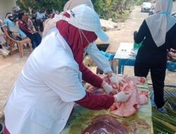 Iduladha 2026: Hewan Kurban di Luwu Meningkat dan Dipastikan Sehat