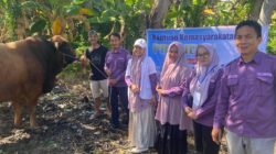 Stok Aman dan Sehat, Sapi Kurban 900 Kg Bantuan Presiden Prabowo Tiba di Luwu