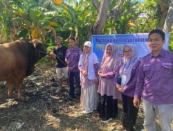 Stok Aman dan Sehat, Sapi Kurban 900 Kg Bantuan Presiden Prabowo Tiba di Luwu