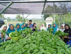 Dukung Ketahanan Pangan Keluarga, Ketua TP PKK Luwu Panen Pakcoy Hidroponik di Rumah Jabatan